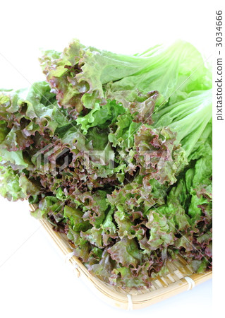 陽光生菜 陽光生菜 3034666