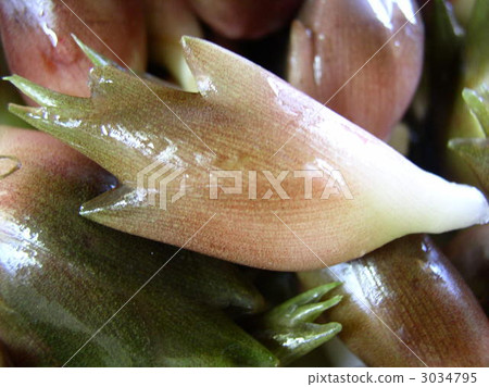 日本生薑 3034795