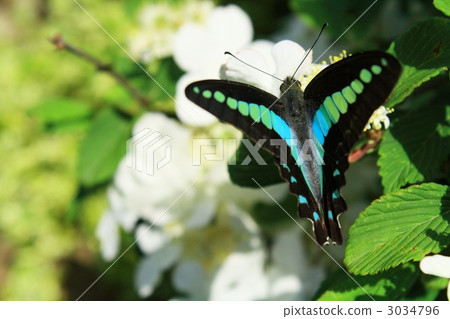 常見的青蠅 3034796