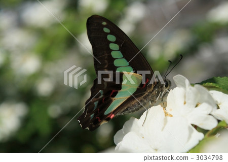 常見的青蠅 3034798