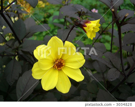 大麗花（午夜月亮） 3034828