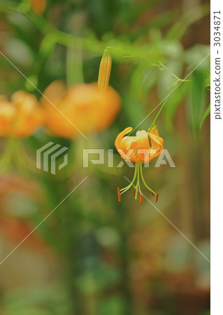 japanese lily, lilium speciosum, garden lily 3034871