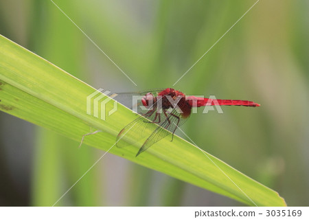 紅蜻 蜻蜓 灌木叢 3035169