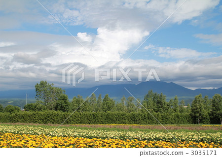 富良野色彩繽紛的花田 北海道旅遊勝地 富良野色彩繽紛的花田 北海道旅遊勝地 3035171