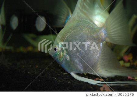 Angelfish  3035176