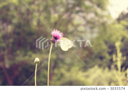  A thistle 3035574