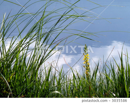 Oze National Park Ogasegara's blooming in Ikuto 3035586
