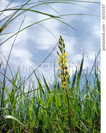 Oze National Park Ogasegara's blooming in Ikuto 3035587