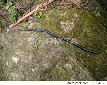worm, worms, earthworm 3035612