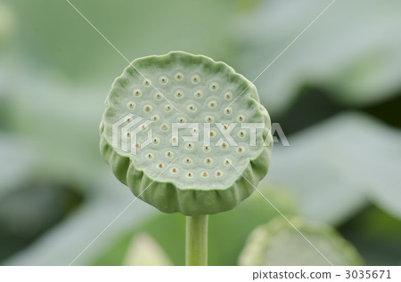 蓮子 石蓮子 水果 3035671