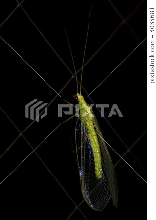 草蛉 3035681