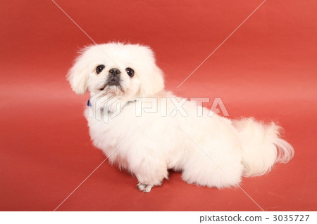 pekinese, animal, animals 3035727