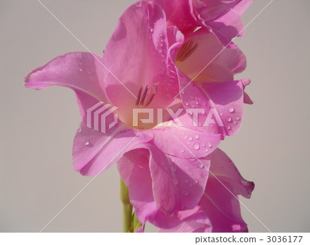 劍蘭 勝負 花朵 3036177