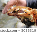 Frog of the clear flower frog 3036319