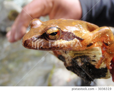 Frog of the clear flower frog 3036319