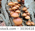 Natural mushroom namecko 3036418