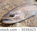 Amago 3036425
