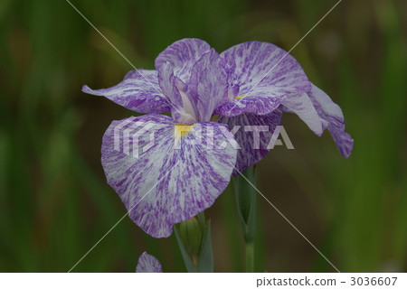 愛爾蘭Narumiigata 3036607