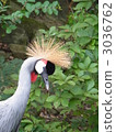 White-crowned crane 3036762