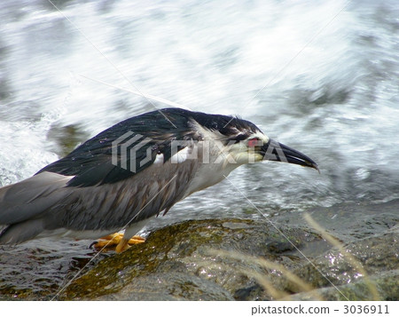 Goyes釣魚與急流 3036911