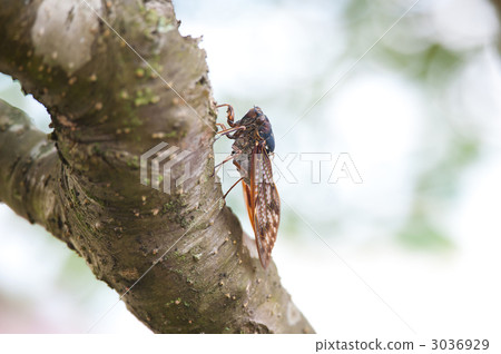 Abra Zemi putting a snout Abra Zemi putting a snout 3036929