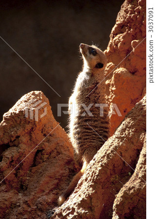 Monitoring of Meerkat Monitoring of Meerkat 3037091