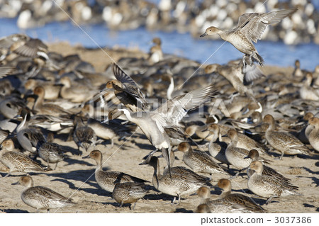 Flock of the selfish galler Flock of the selfish galler 3037386