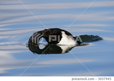 Dive underwater 3037445