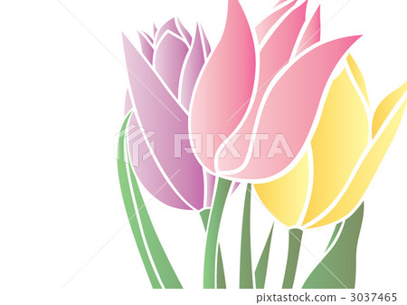 flower, flowers, tulipa 3037465