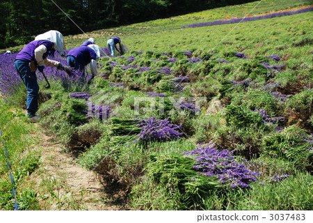 Lavender reaping scenery 3037483