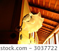 lamp shade 3037722