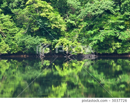 Summer noodle pond 3037726