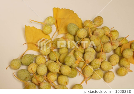 Ginkgo noodles 3038288