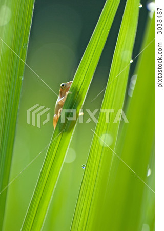 Rice field frog 3038487