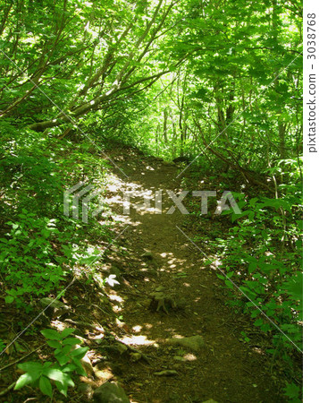 promenade, forest, wood 3038768