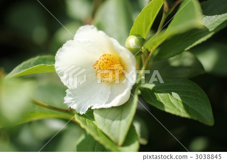 夏天的山茶花 3038845