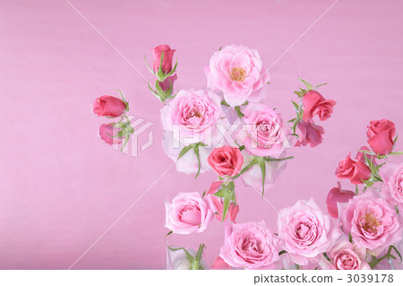 BUTTY玫瑰精華 3039178