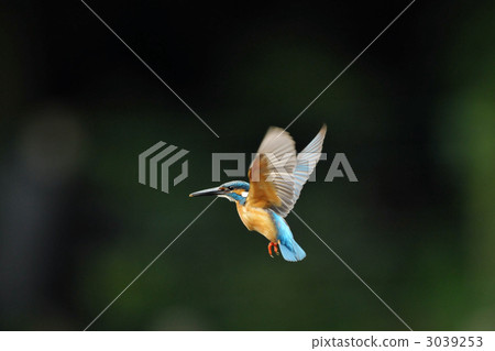 Kingfisher's hovering 3039253