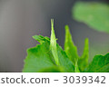 grasshopper, locust, bug 3039342