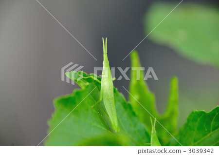 grasshopper, locust, bug 3039342