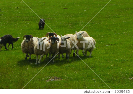 Running sheep 2 Running sheep 2 3039485