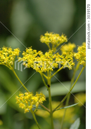 hardy perennial, golden lace, the sever flowers of autumn 3039570