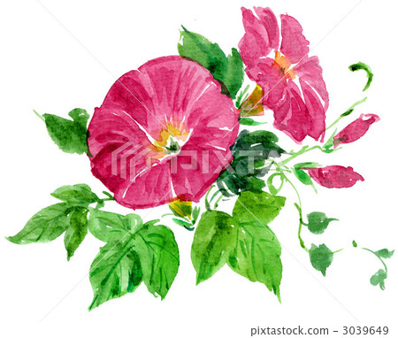 牽牛花 花朵 花 3039649