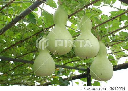 gourd, calabash, hachijoji 3039654