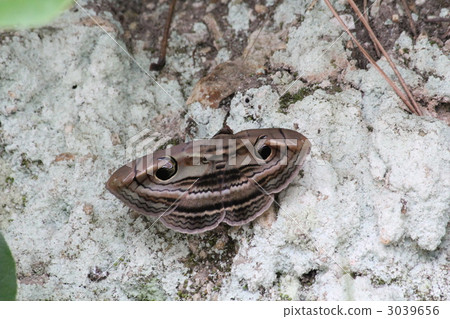 Gear bamboo Gear bamboo 3039656