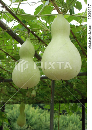 cost tan, gourd, calabash 3039657