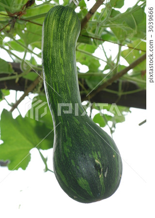 rag gourd, sponge cucumber, sponge gourd 3039666