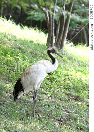 岡山縣保護中心起重機起重機 岡山縣保護中心起重機起重機 3039765