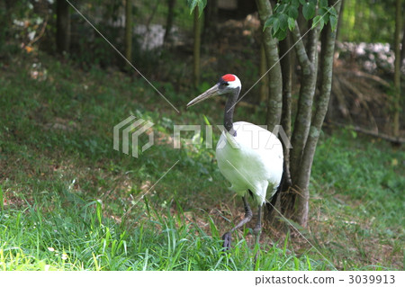 岡山縣保護中心起重機起重機 岡山縣保護中心起重機起重機 3039913
