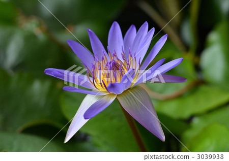 Water lily 3039938